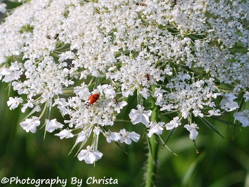 lady bug on flowers in madison, WI lady bug on flowers in madison, WI