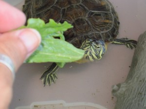 Tardis, yellow belly turtle